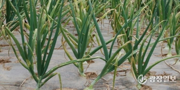 영광군, 양파 노균병 확산 예방 총력 대응