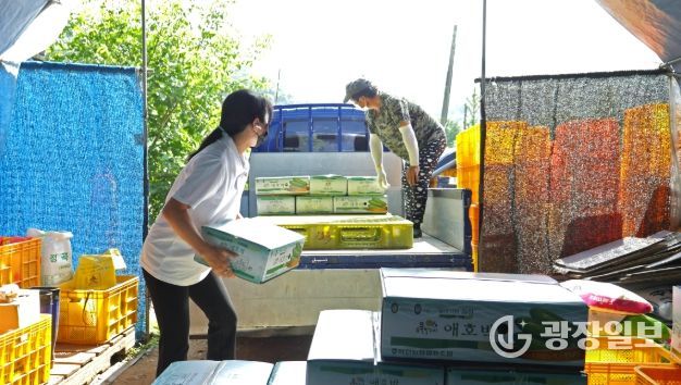 화천군 간동면 지역의 한 농가에서 여성 농업인이 애호박을 출하하고 있다.