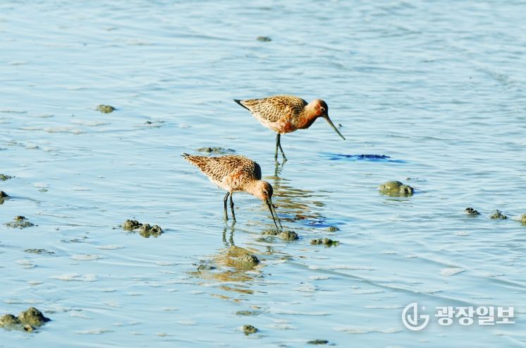 순천만습지 도요새
