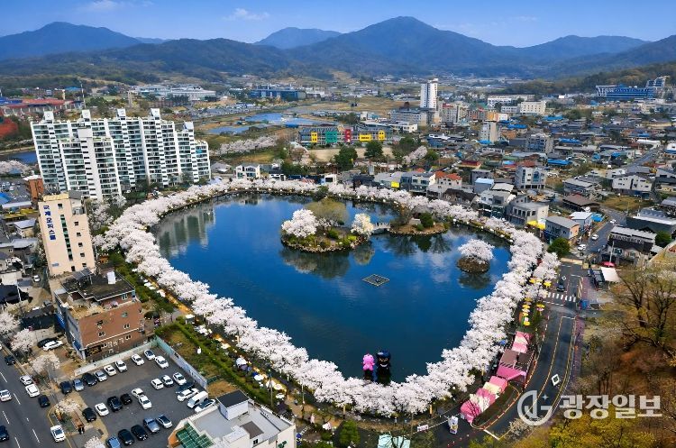 2026 연화지 벚꽃축제