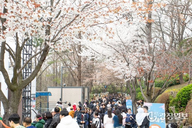 2026년 자유공원 벚꽃축제 성료