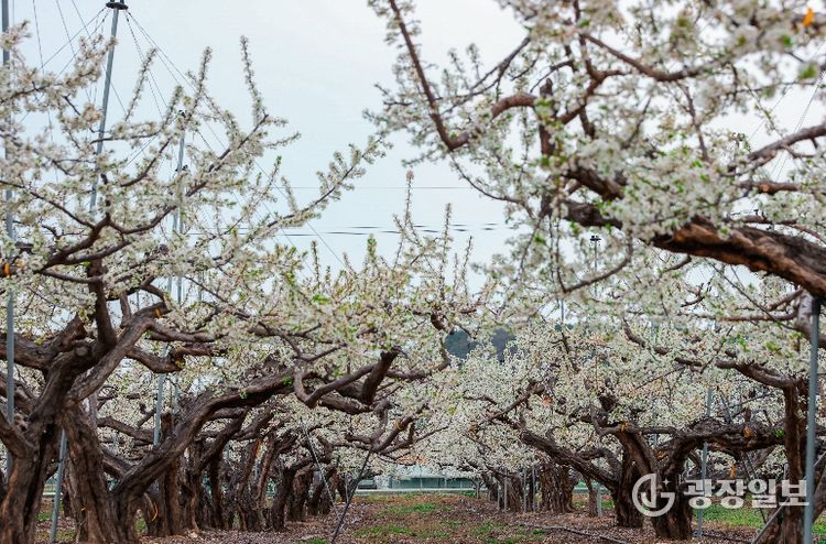 의성군, 자두꽃 만개