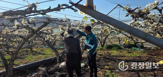 밀양시가 과수화상병 예방을 위해 현장 점검과 예찰 활동을 하고 있다.