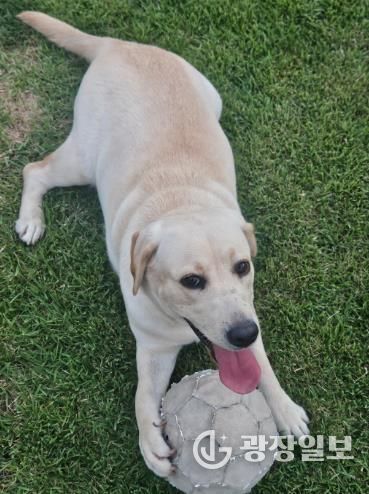 김해시, 유기동물 입양하면 ‘최대 15만원’ 지원 반려문화 확산 앞장