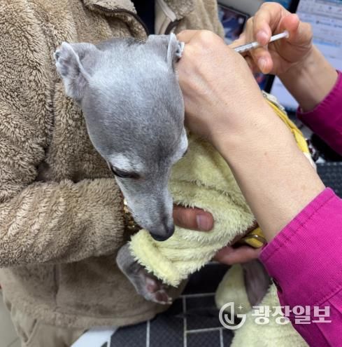 광견병 주사 접종 사진
