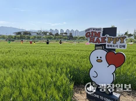 김해시 조만강 청보리밭 탐방로 조성친환경 길 17~19일 시민에 개방