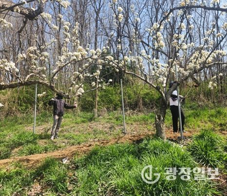 영농철 맞아‘배 인공수분’ 일손돕기