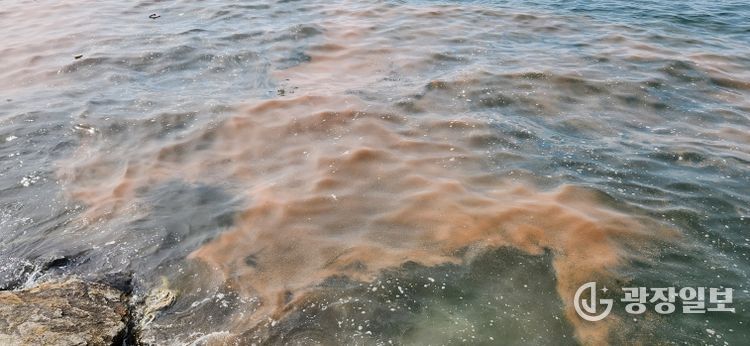 안산 시화나래휴게소 인근 야광충 집적 현황